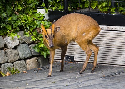 Hert in de tuin blijkt helemaal geen hert: ‘Ik had er nog nooit van gehoord’, Ranger Rob uiteraard wel en die neemt het mee naar Zevenbergen