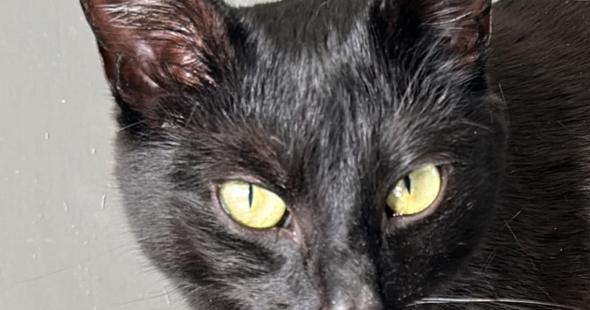 Heb jij Lexya of Sophia gezien? Deze twee huisdieren worden in Waalwijk vermist