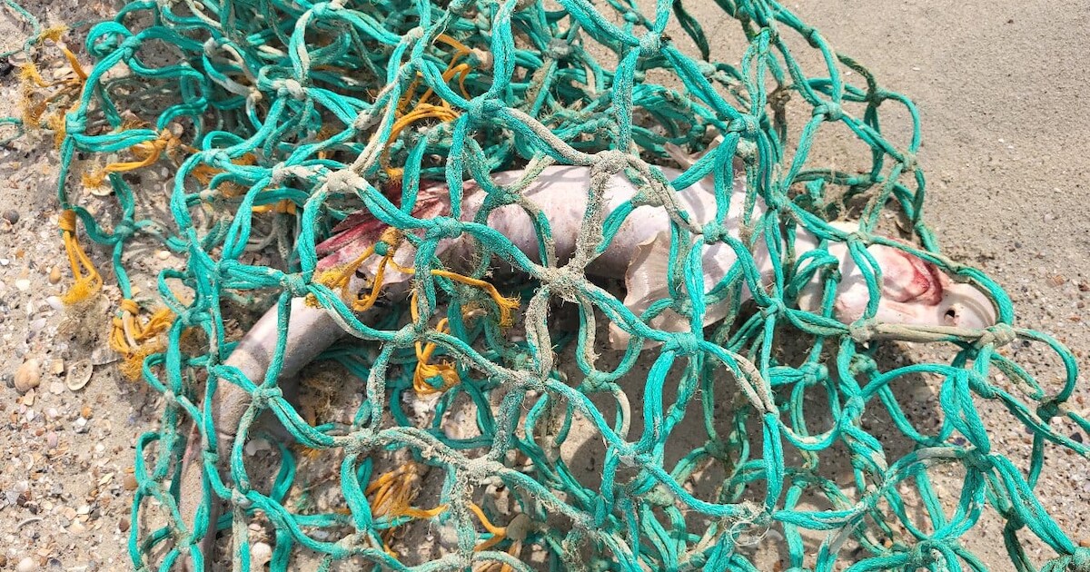 Volwassen haai aangespoeld op het strand van Vrouwenpolder: 'spooknet was de doodsoorzaak'
