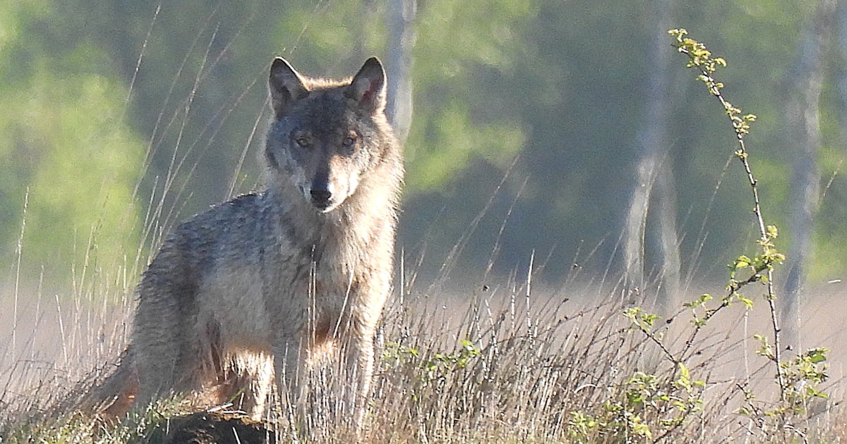 Waarom provincie en experts nu rekening houden met een wolvenroedel rond Alphen-Chaam
