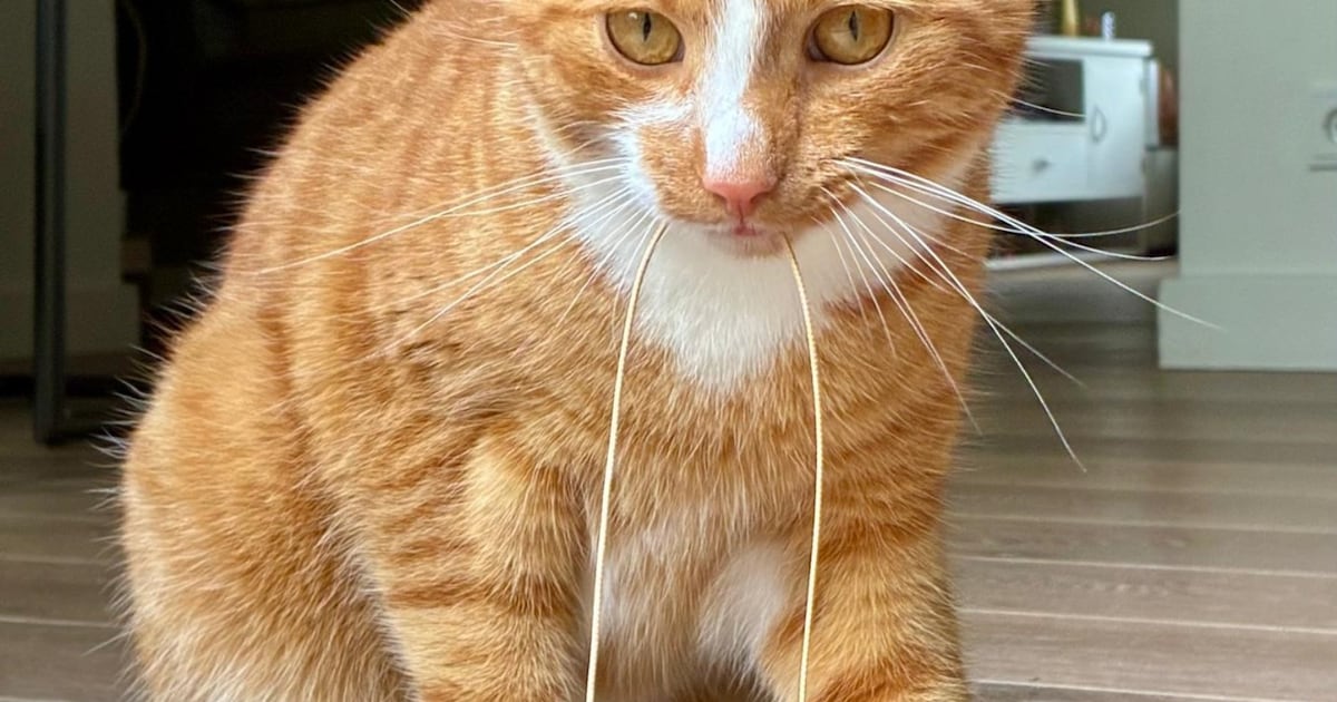 Heb jij Toontje gezien? Dit huisdier wordt in Geertruidenberg vermist