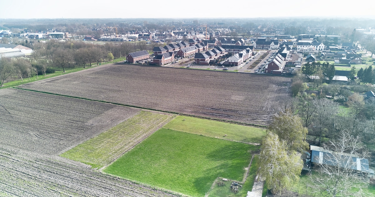 Bernheze wil ondanks protest boer 30 extra huizen bouwen vlak bij akker: ‘Mais kun je niet telen zon