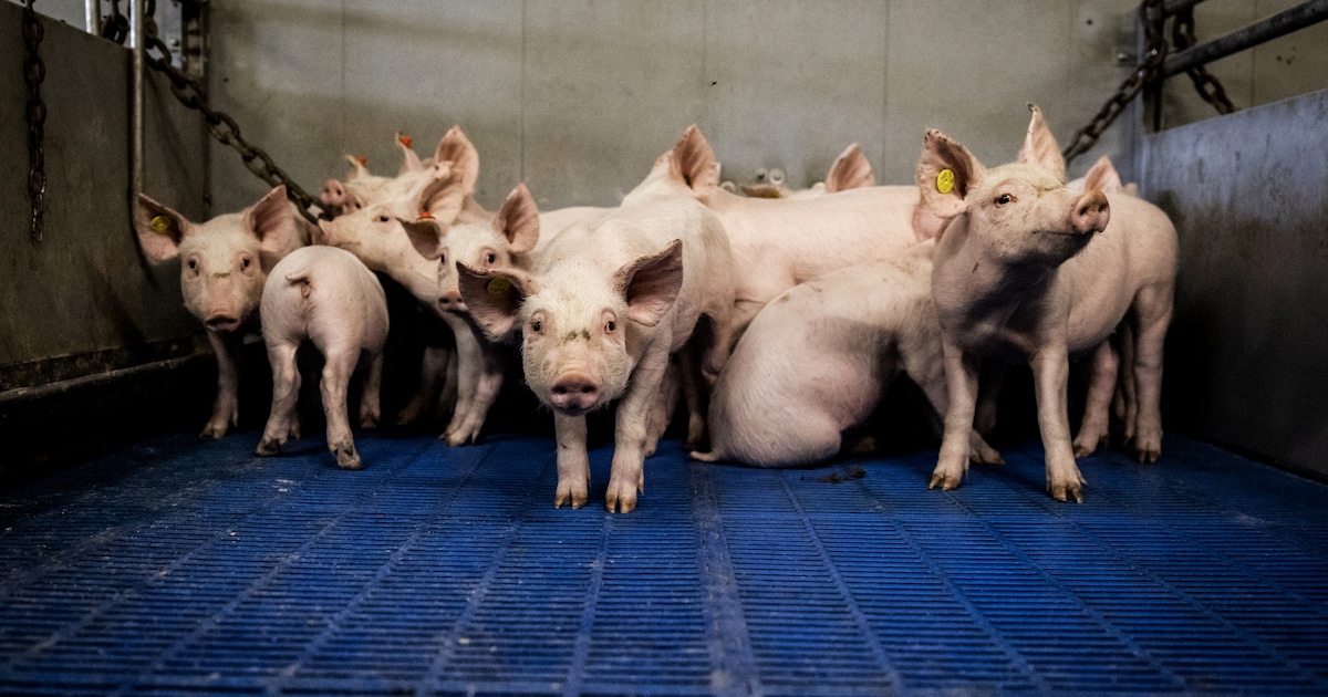 Varkenshouderij in Odiliapeel moet langer wachten op natuurvergunning voor uitbreiding
