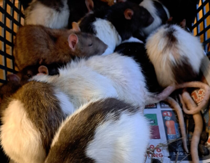Twintig tamme ratten in kou en sneeuw gedumpt in Gorinchem: vier dieren ...