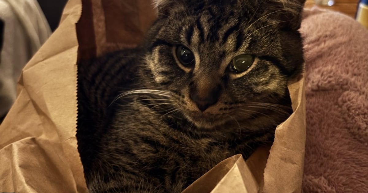 Heb jij Tijger gezien? Dit huisdier wordt in Dongen vermist