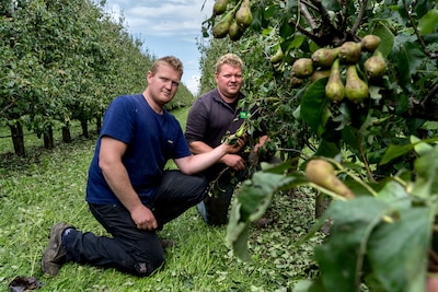 Een korte, felle hagelbui, en de hele perenoogst is naar de 
