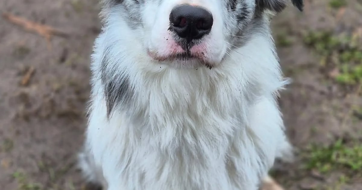 Uit Drimmelen vermiste hondje overleden teruggevonden