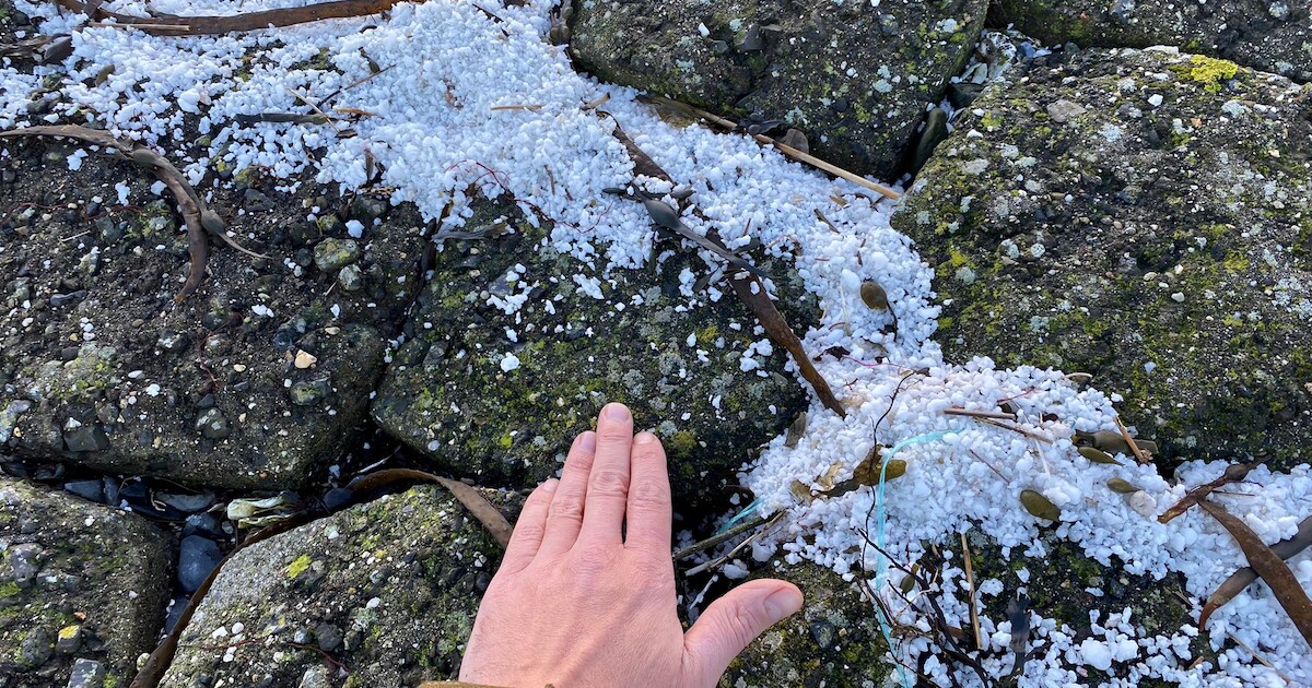 Zorgen over korrels paraffine op oevers Oosterschelde