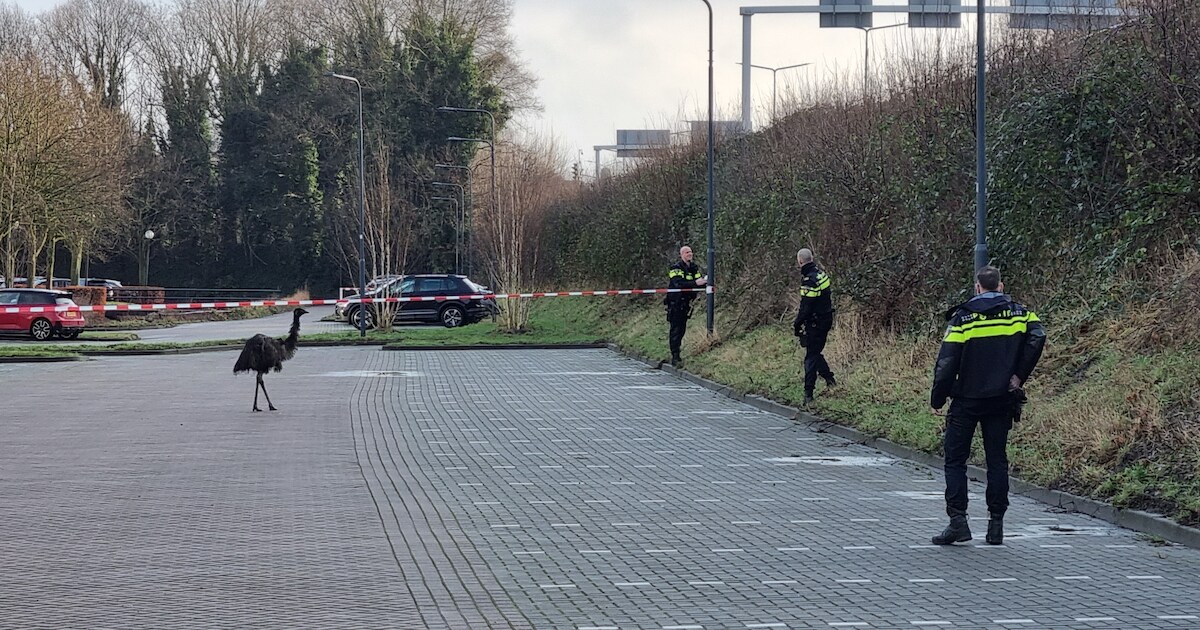 Loslopende struisvogel ontsnapt in Prinsenbeek, politieagenten druk in de weer met vangen