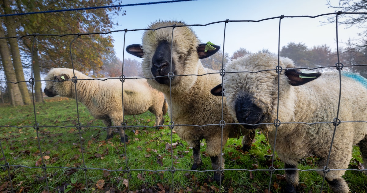 Wolf liet dieren in Moerdijk vorig jaar met rust, laatste aanval was in 2023