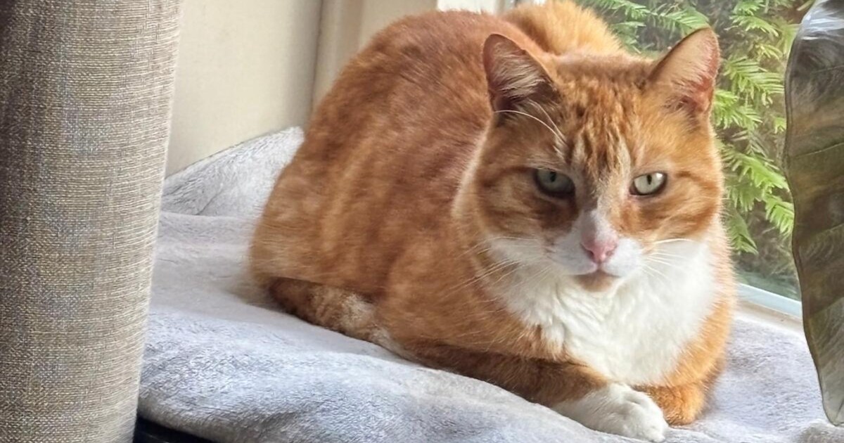 Heb jij Beau, Felix of Dimpel gezien? Deze drie huisdieren worden in Altena vermist