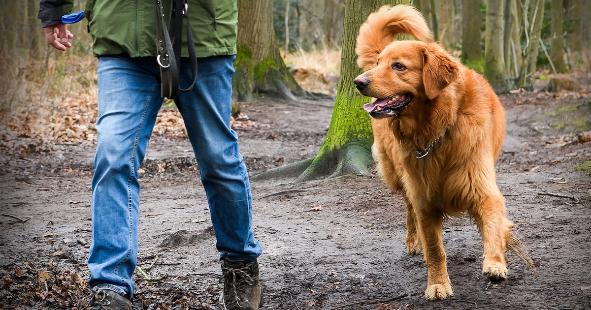 Wethouder houdt voet bij stuk vanwege sluiten hondenlosloopgebied Ulvenhoutse Bos: ‘Geen sprake van 