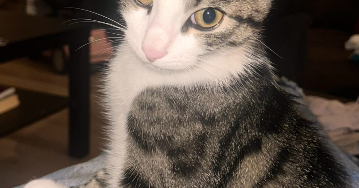 Heb jij Baby, Bulut of Louie gezien? Deze vijf huisdieren worden in Tilburg vermist