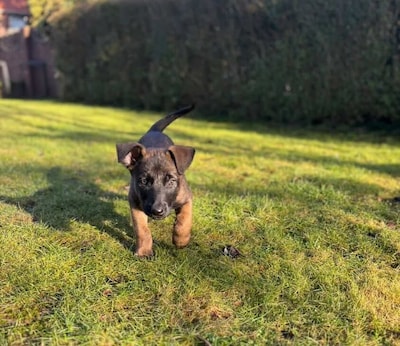 Nieuwe politiehond voor West-Brabantse agenten: pup Spike is pas zeven weken, maar wordt al opgeleid