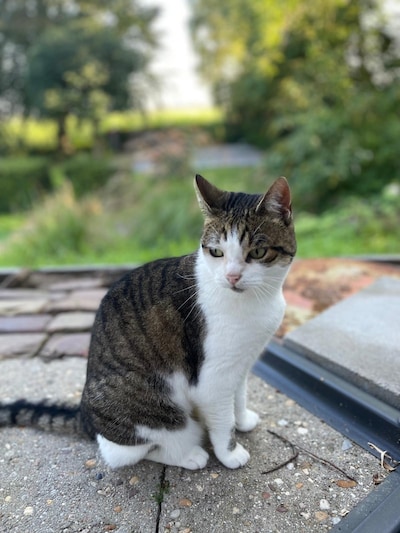 Heb jij Poema gezien? Dit huisdier wordt in Moerdijk vermist