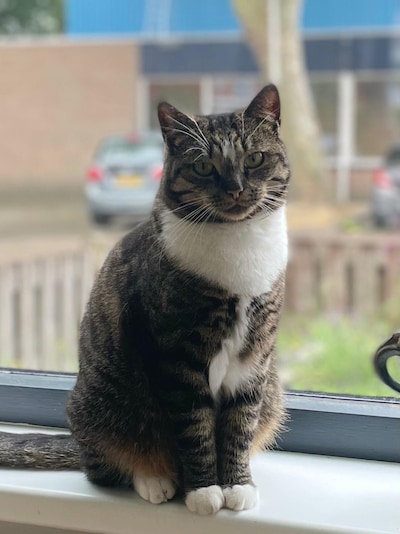 Heb jij Gijsje, Molly of Poes gezien? Deze acht huisdieren worden in Bergen op Zoom vermist