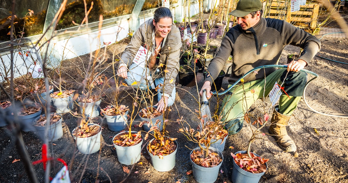 Een boom voor iedere pasgeboren Dordtenaar: ‘Inmiddels mooie verhalen gehoord’