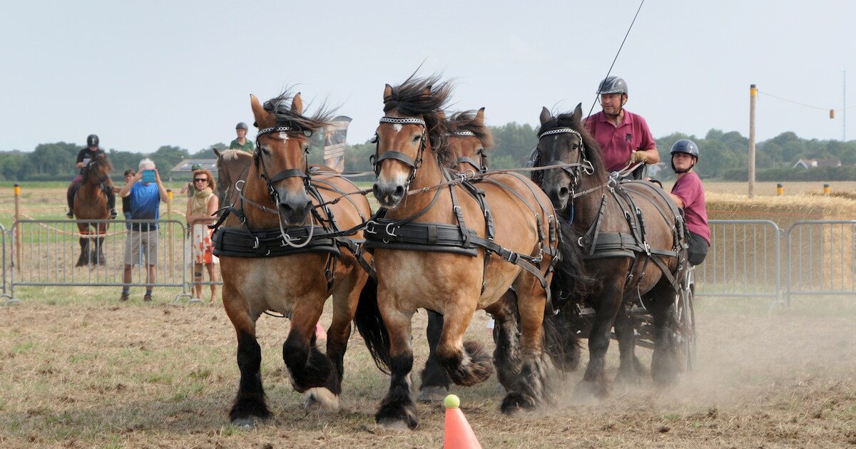 ‘Als mensen mij zien, denken ze aan een trekpaard’