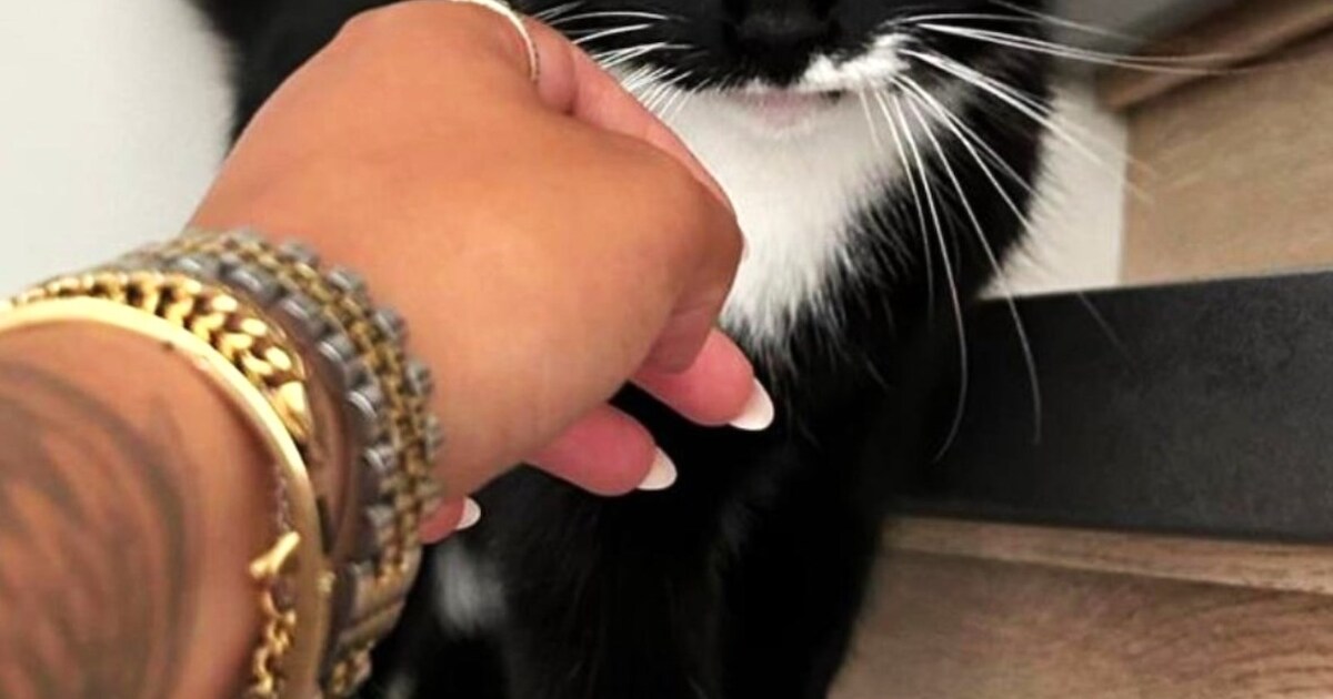 Heb jij Puck gezien? Dit huisdier wordt in Zundert vermist