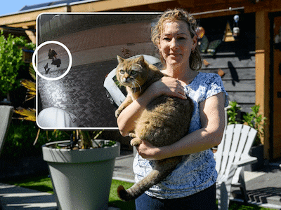 Agnes zag op camerabeeld hoe kater Donny in auto werd meegenomen in Halsteren: ‘Ik werd helemaal gek