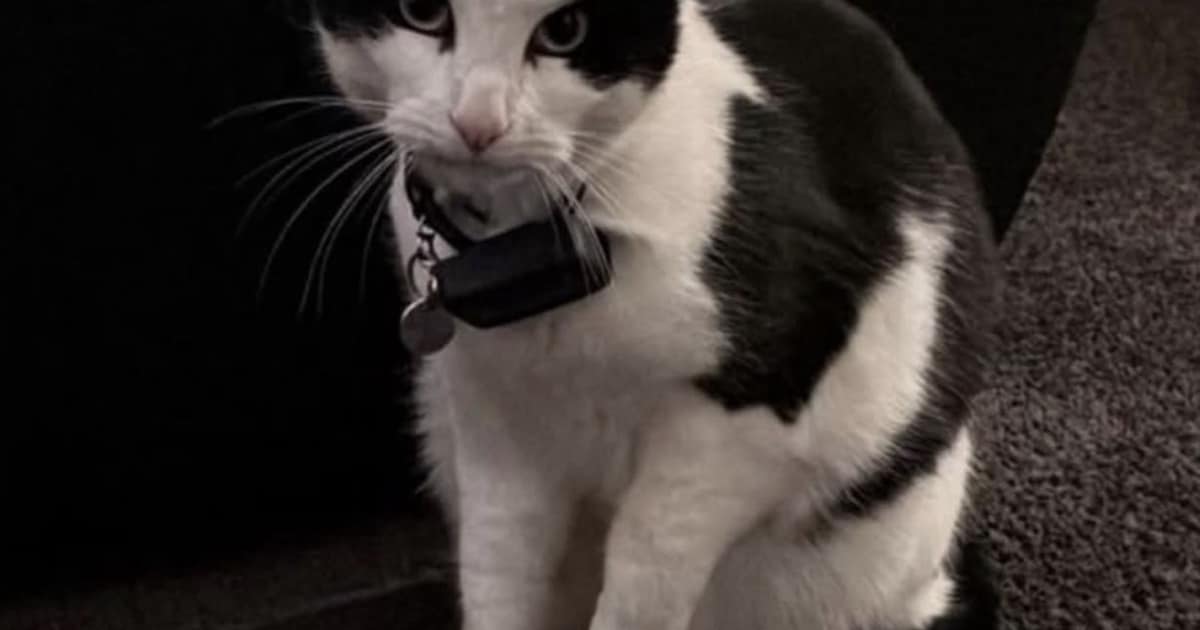 Heb jij Barrie of Nova gezien? Deze twee huisdieren worden in Zundert vermist