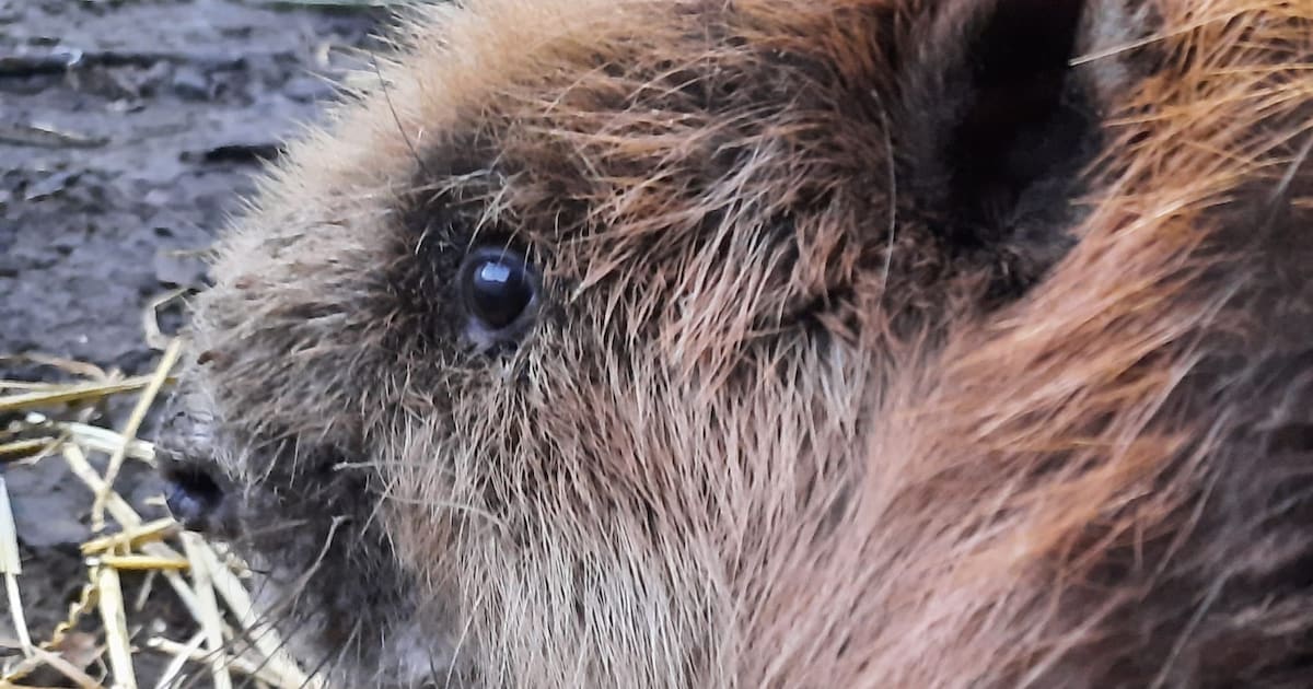 Bever kan geen zwakte tonen in de harde natuur | Extra | BN DeStem.nl