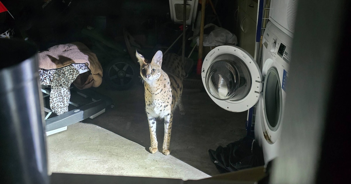 ‘Niet open doen!’, Judith staat oog in oog met ontsnapt roofdier