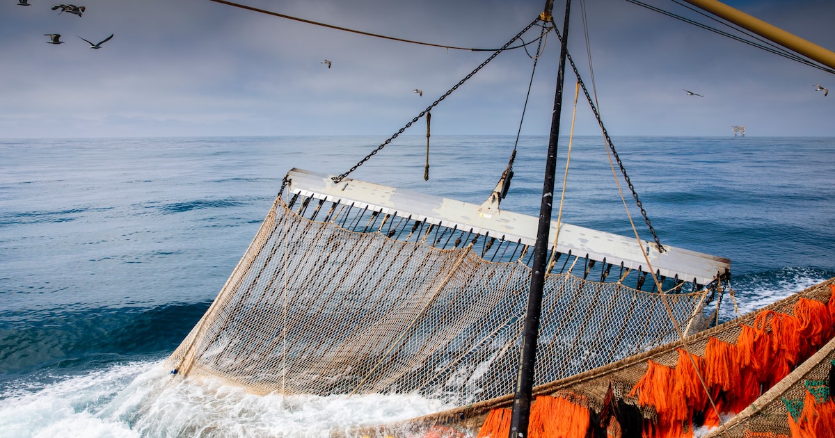 Pulskorvissers hebben recht op nadeelcompensatie na visverbod