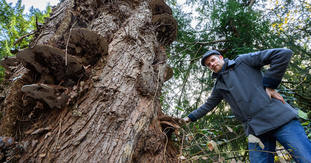 Damian (23) plukt zijn avondeten in het bos: ‘Sommige soorten zijn dodelijk’