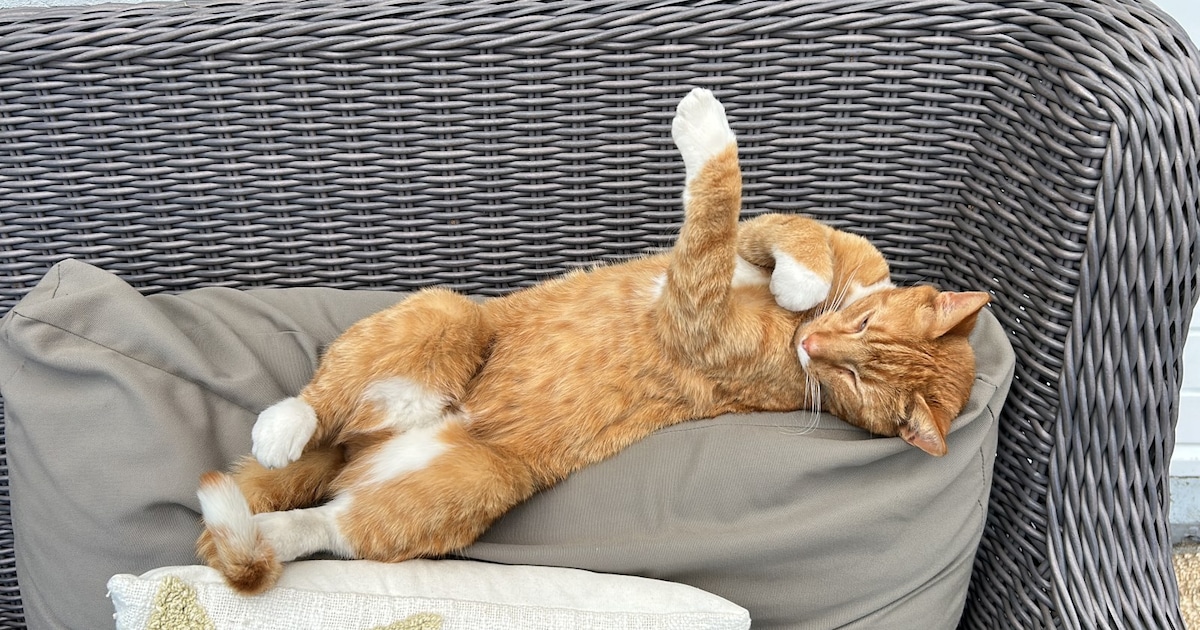 Heb jij Garfield of Simba gezien? Deze twee huisdieren worden in Rucphen vermist