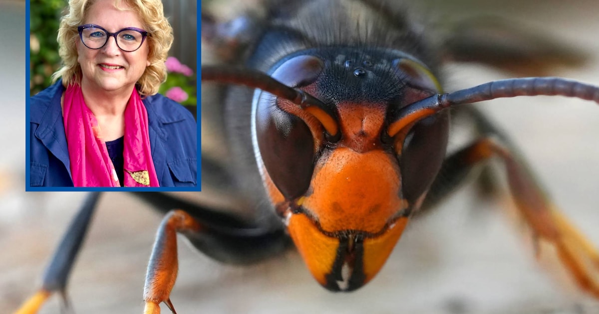 Explosieve populatiegroei plus nesten en stopzetten van bestrijding: ‘buiten zitten is er straks nie