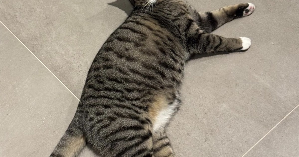 Heb jij Chelli, Mot of Zazoe gezien? Deze zeven huisdieren worden in Breda vermist
