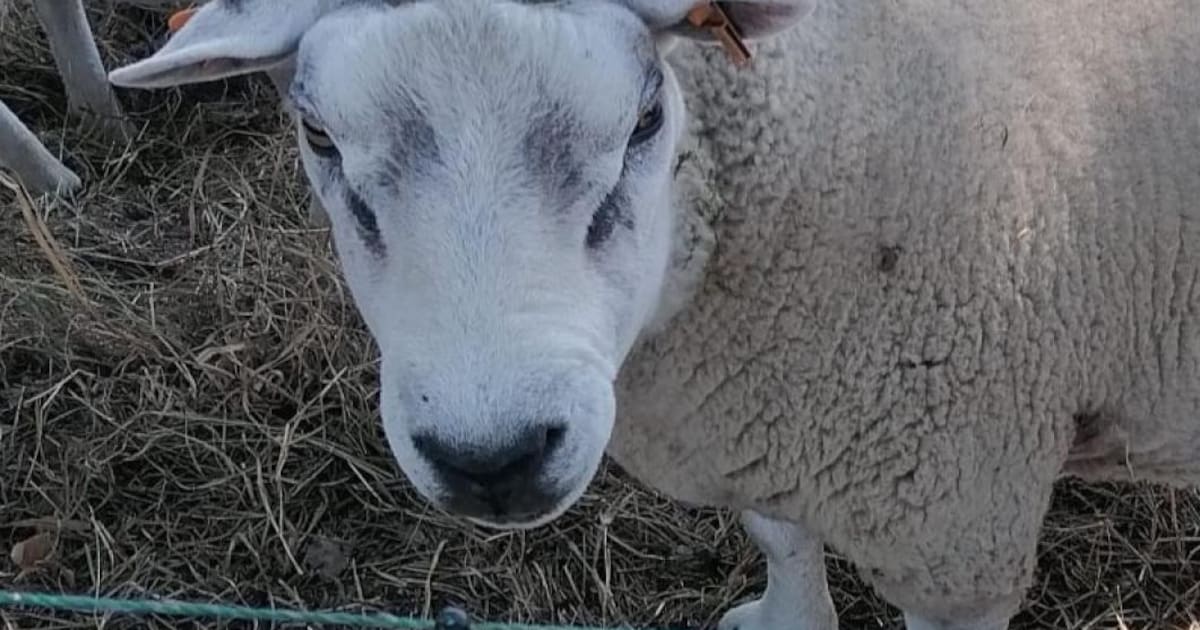 Schapen begrazen natuurgebied Wildertse Duintjes in Essen