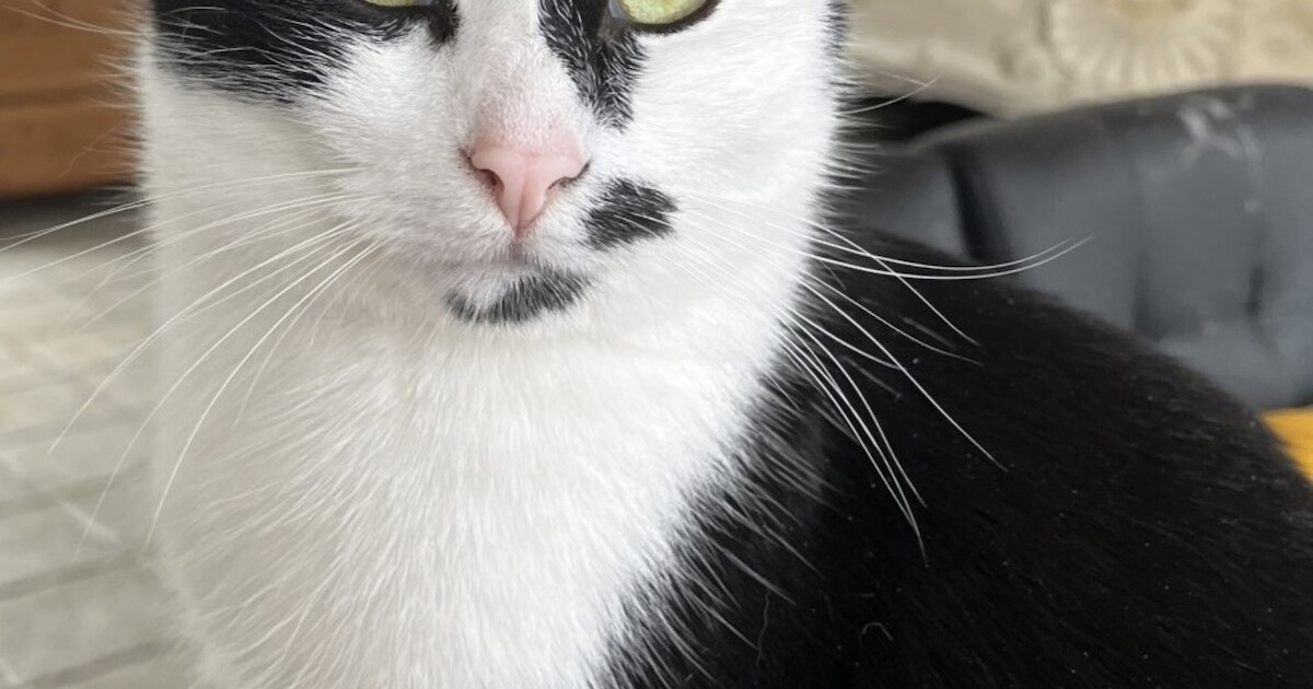 Heb jij Jack gezien? Dit huisdier wordt in Rucphen vermist