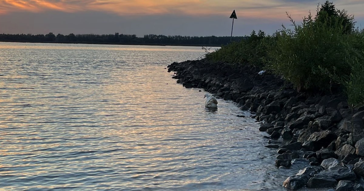 Zwaan met open botbreuk in de schedel | Extra | BN DeStem.nl