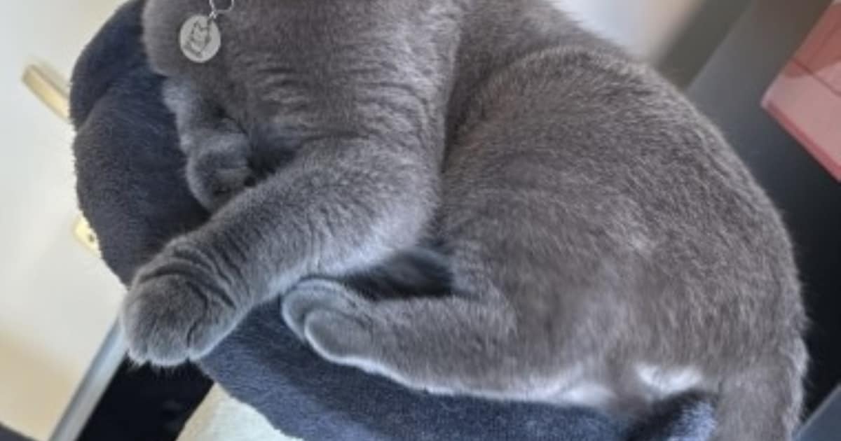 Heb jij Bando gezien? Dit huisdier wordt in Oosterhout vermist