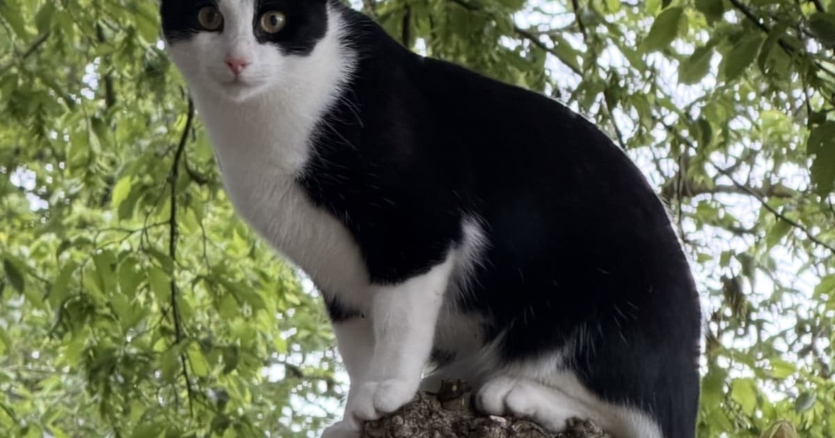 Heb jij Archie gezien? Dit huisdier wordt in Alphen-Chaam vermist