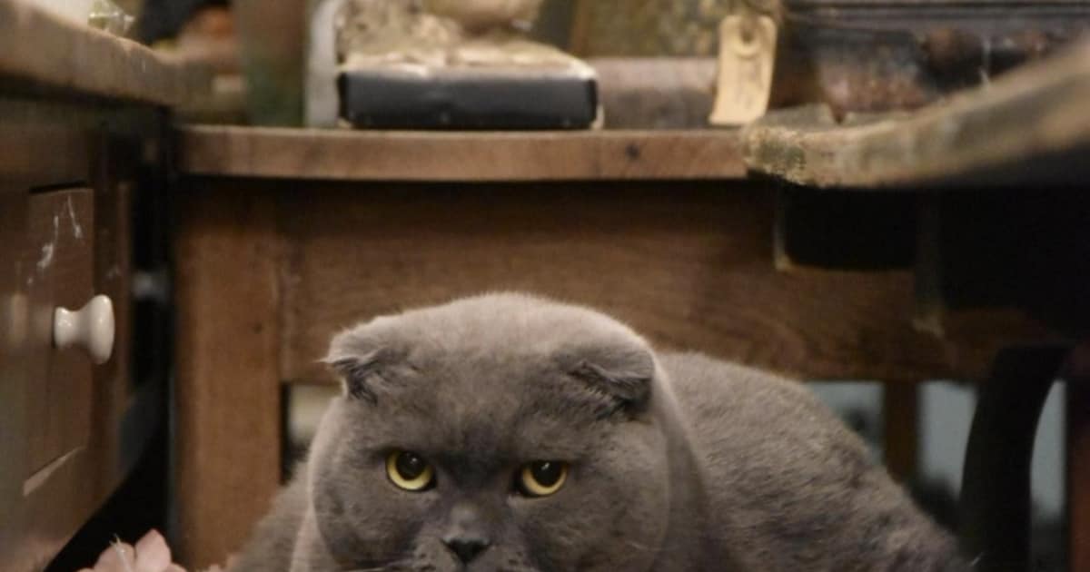 Heb jij Balou gezien? Dit huisdier wordt in Bergen op Zoom vermist