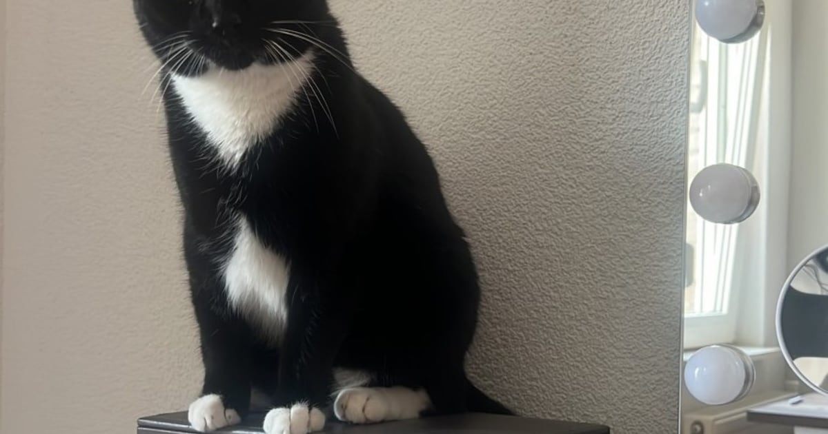Heb jij Kiki gezien? Dit huisdier wordt in Dongen vermist