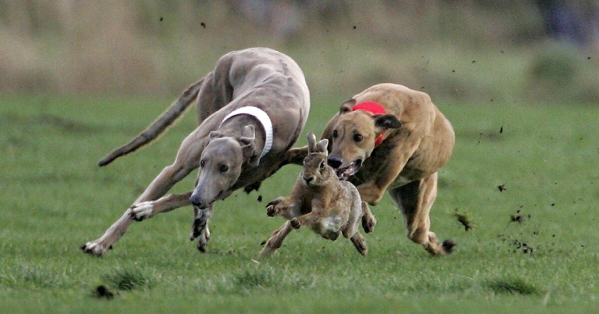 Vier verdachten in Aardenburg aangehouden op verdenking van illegale jacht: honden in beslag genomen