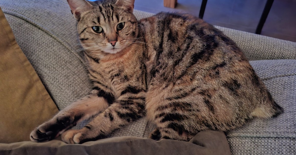 Heb jij Pip, Karel of Shiva gezien? Deze drie huisdieren worden in Moerdijk vermist