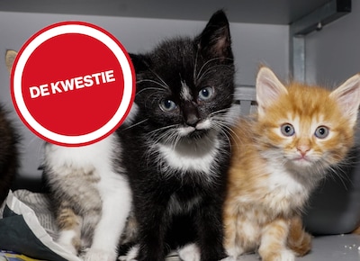 Lezers pleiten voor aanpak kattenoverschot: ‘Je bent geen echte dierenvriend als je je kat niet laat