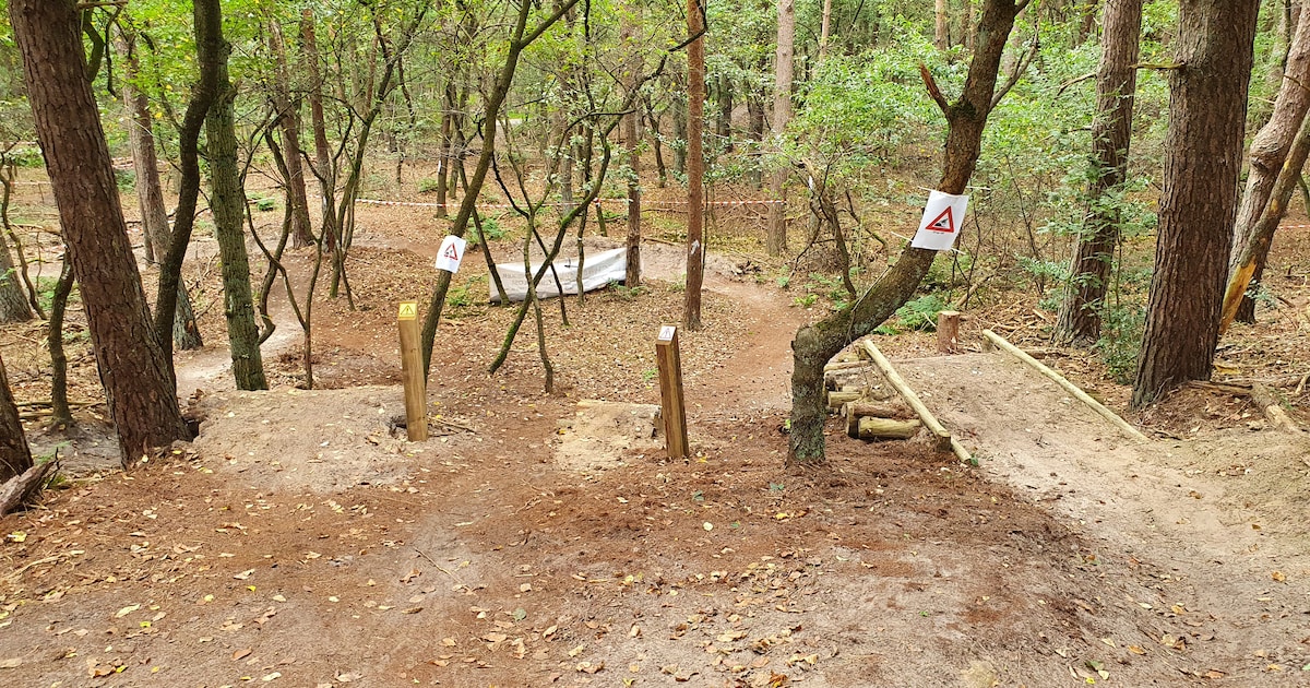 Dertigtal dode fijnsparren wordt gekapt in Wildertse Duintjes