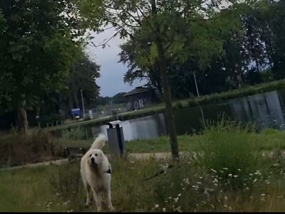 Doodsbange hond zit uren vastgebonden aan boom in Tilburg
