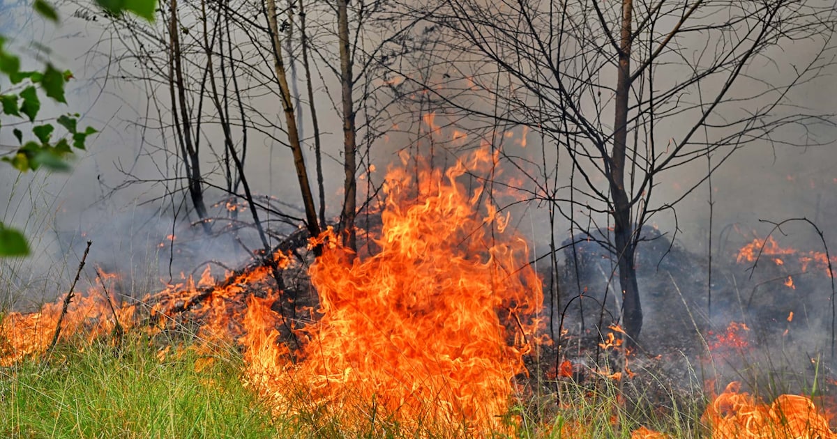 Grote natuurbrand bij Valkenswaard, metershoge vlammen in het bos