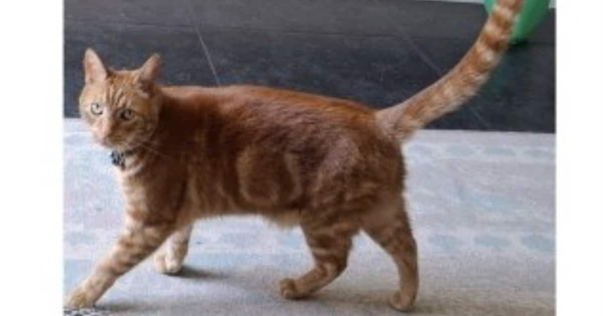 Heb jij Luci, Tex of Pina gezien? Deze drie huisdieren worden in Waalwijk vermist