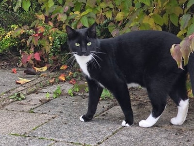 Heb jij Storm gezien? Dit huisdier wordt in Moerdijk vermist