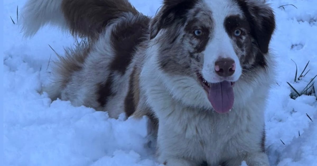 Heb jij Sisi gezien? Dit huisdier wordt in Baarle-Nassau vermist