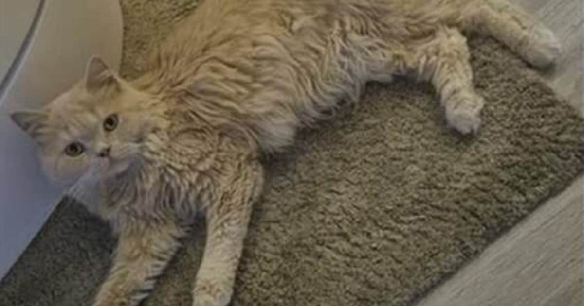 Heb jij Moortje, Binkey of Pip gezien? Deze acht huisdieren worden in Breda vermist