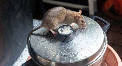 Vorig jaar 124 keer melding van een rat in de Hoeksche Waard